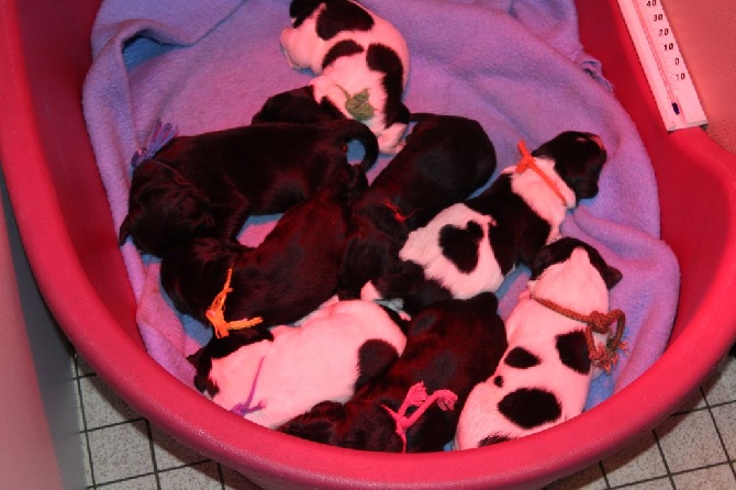 Des Galibots Du Vent - Les chiots de Genshiro et de Gandalf sont arrivés !